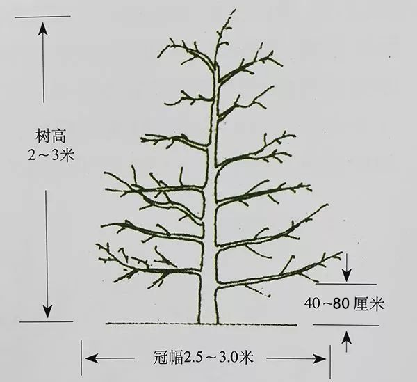 酵素農(nóng)業(yè)蘋果篇——蘋果生育期酵素微生物套餐肥施用指導(dǎo)意見（一）