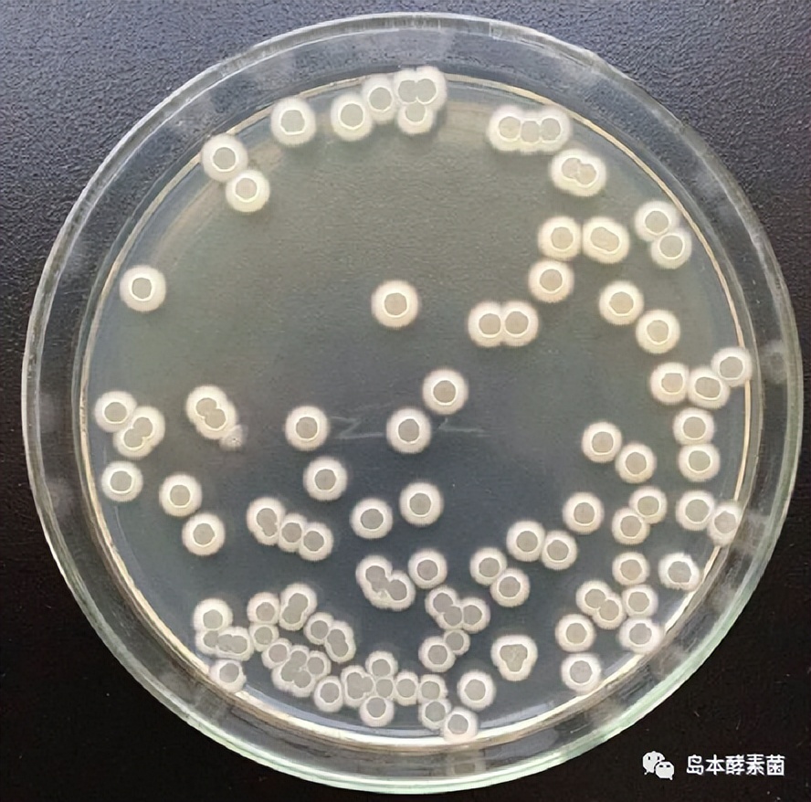 解淀粉芽孢桿菌及其作用機理