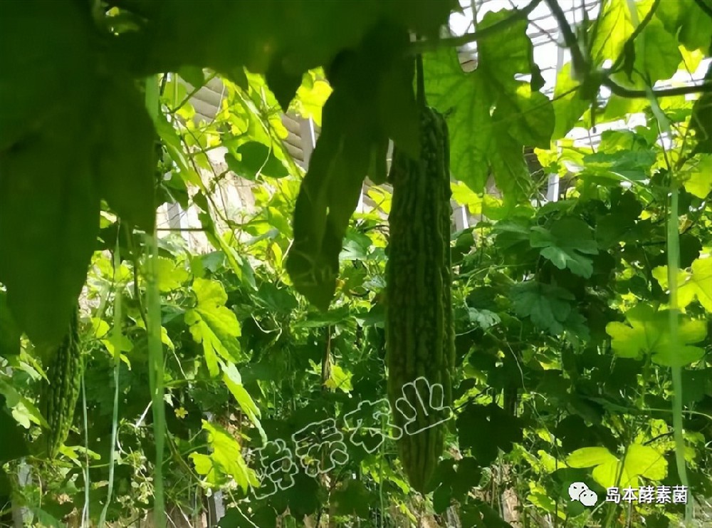 島本酵素生物悶棚奇效顯：滅掉了線蟲殺死了病菌，土壤還得到改良