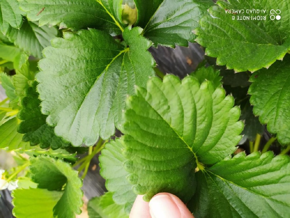 雞糞燒苗怎么辦？島本酵素有妙招