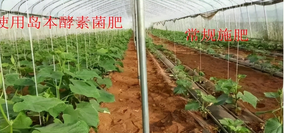 使用微生物肥料可以提高土壤和作物的抗旱性能嗎？