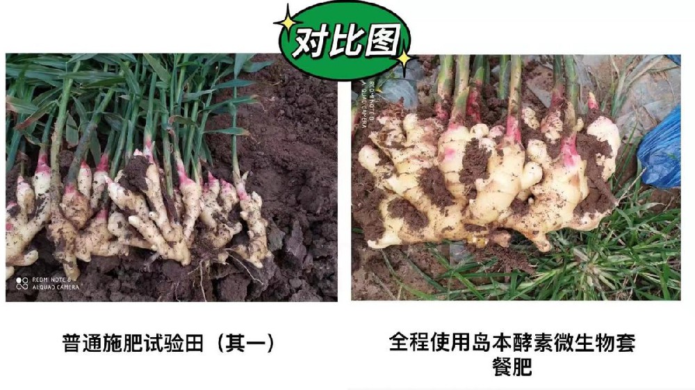 生姜姜瘟、癩皮等病蟲害問題酵素菌微生物套餐肥解決方案及效果展示