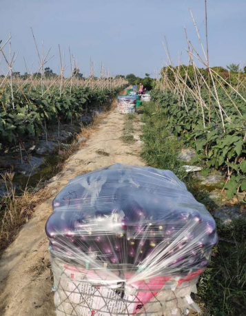 夏季露地栽培茄子怎么進(jìn)行肥水管理？