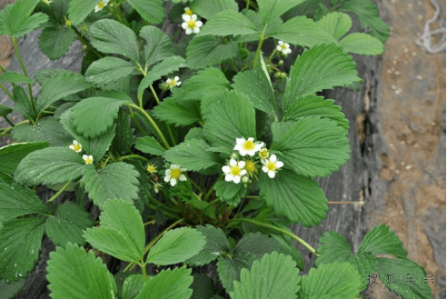 草莓苗期如何控制旺長，促花芽？