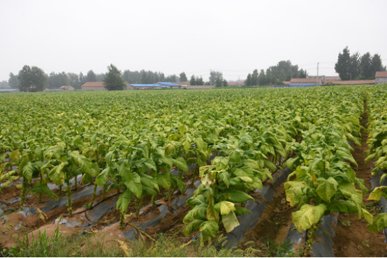 高品質(zhì)煙草島本酵素菌種植技術(shù)及案例效果