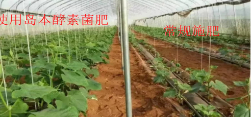 微生物肥料與植物生物刺激素產(chǎn)品之間有何關系？