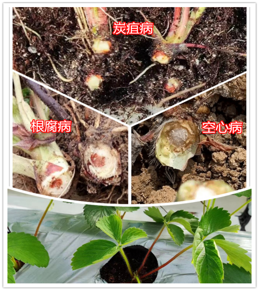 草莓定植后總死棵，炭疽病、空心病還是根腐??？