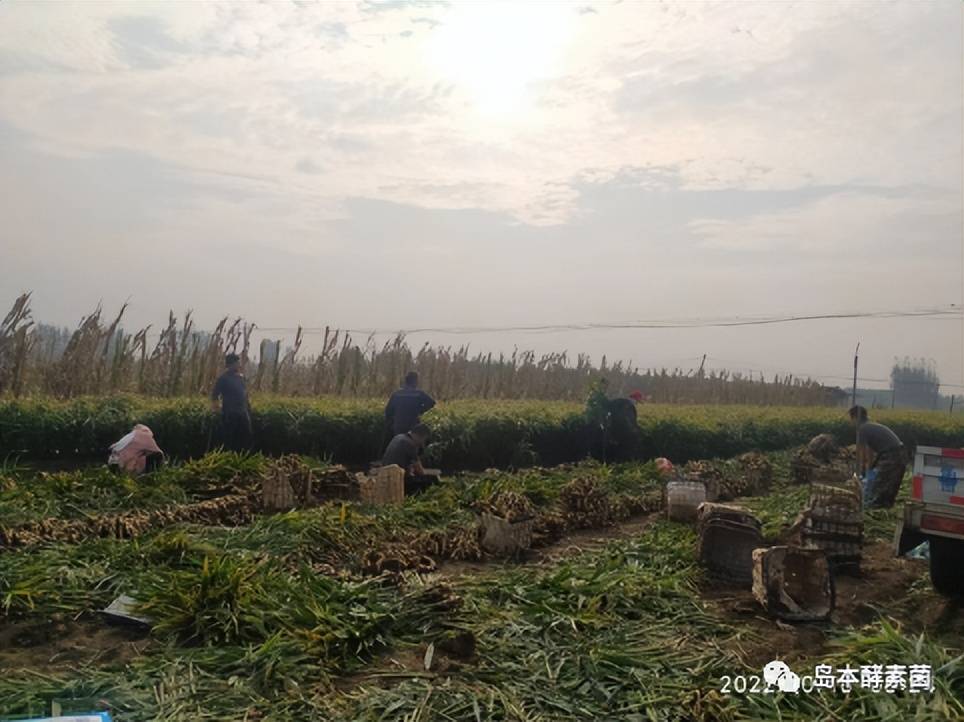 酵素菌技術(shù)破解大姜多年重茬連作的成功案例——姜胖土沃病害少！