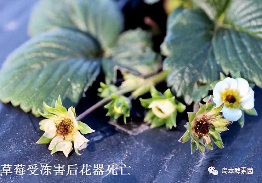 草莓、番茄、芹菜等大棚作物凍害防治技術(shù)