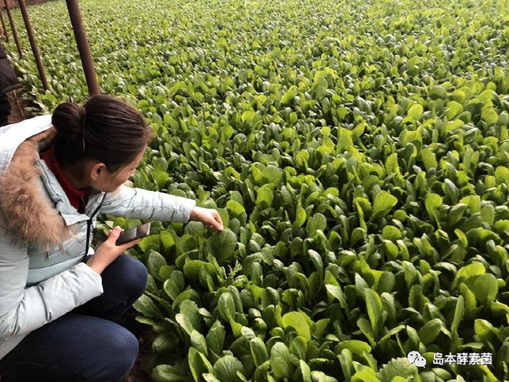 小青菜+大科技（酵素菌技術(shù)）=輕輕松松種出搶手有機(jī)菜