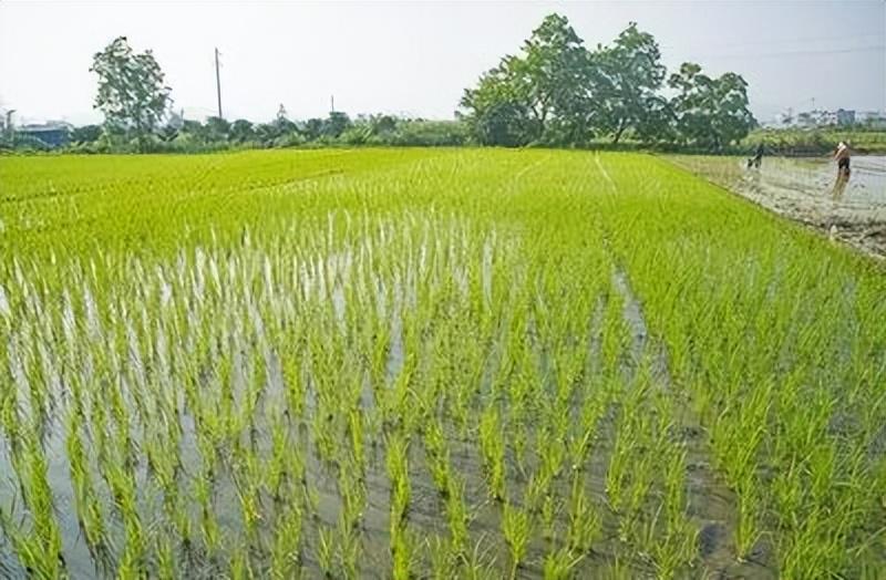 島本酵素菌微生物技術(shù)預(yù)防水稻爛秧、修復(fù)凍害小麥，為春耕保駕護(hù)航！