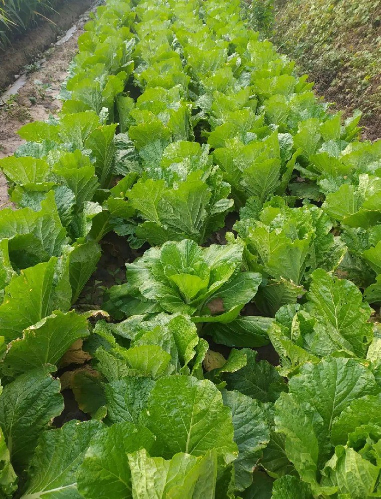 島本酵素|在蔬菜種植中如何選用微生物肥料產品？