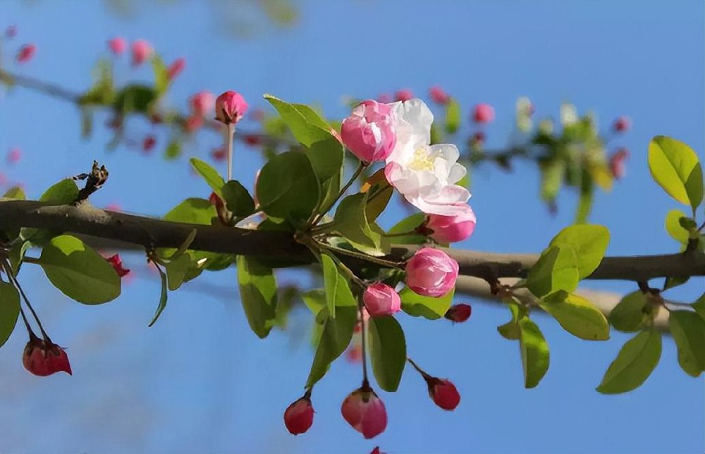 酵素菌微生物技術(shù)開啟?；ū９聲r(shí)代！開花多，坐果穩(wěn)，落果少