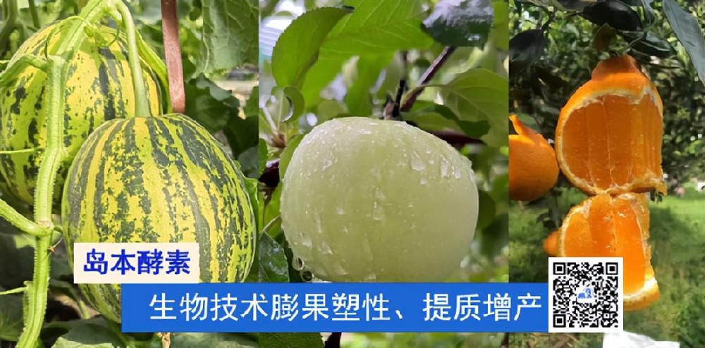 膨果關(guān)鍵期，不用激素如何膨果增甜提質(zhì)？