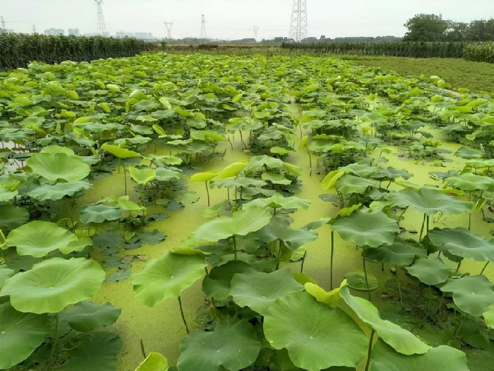 荷塘長(zhǎng)滿青苔怎么辦？