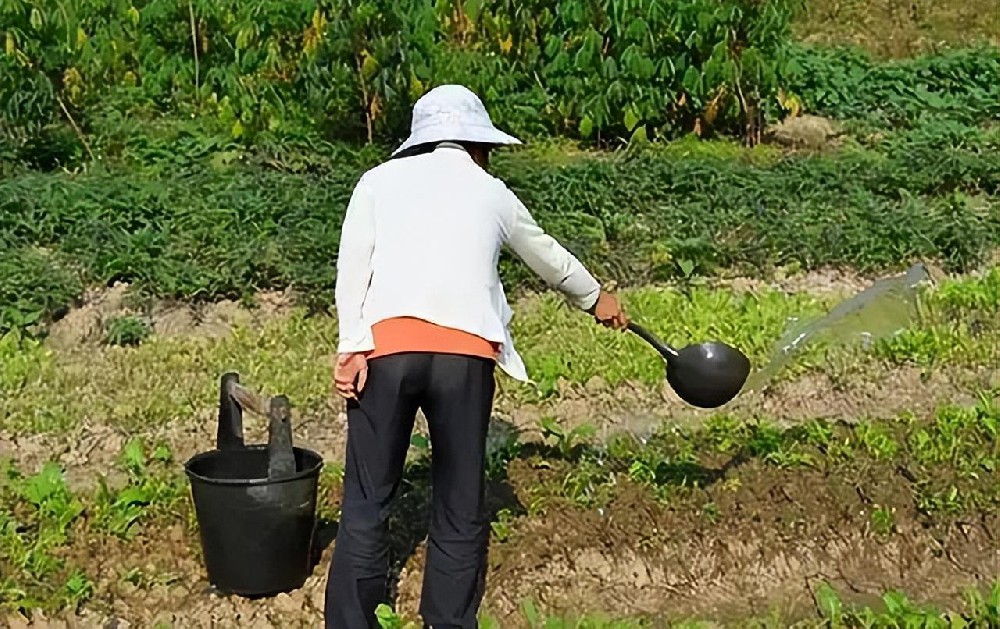 糞水澆菜被罰款5萬？正確處理很重要！酵素菌技術(shù)助力，變糞為寶