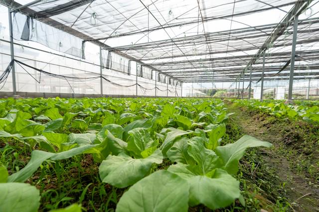 如何評價微生物肥料的功能與效果？