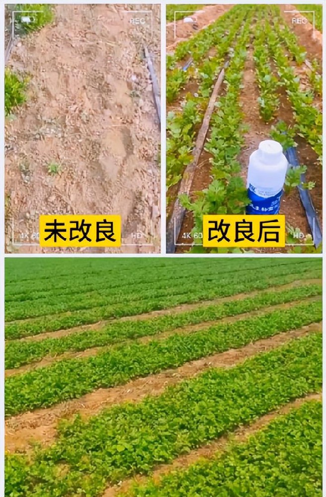 揭秘土壤重茬問(wèn)題的根源及島本酵素菌技術(shù)解決措施