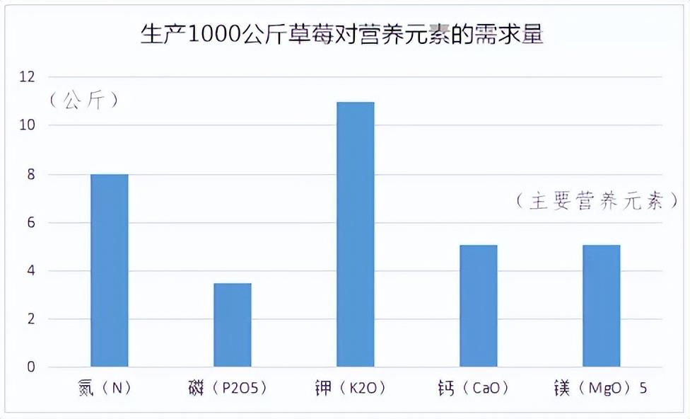 草莓種植如何科學(xué)補(bǔ)鈣？