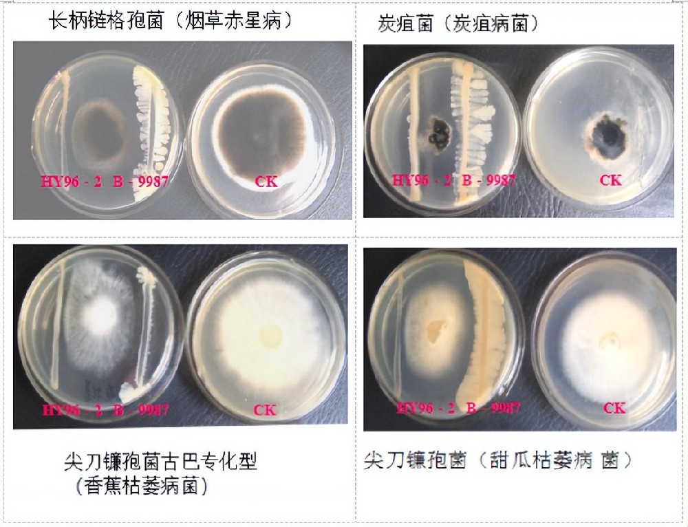 微生物拮抗生物防護機理