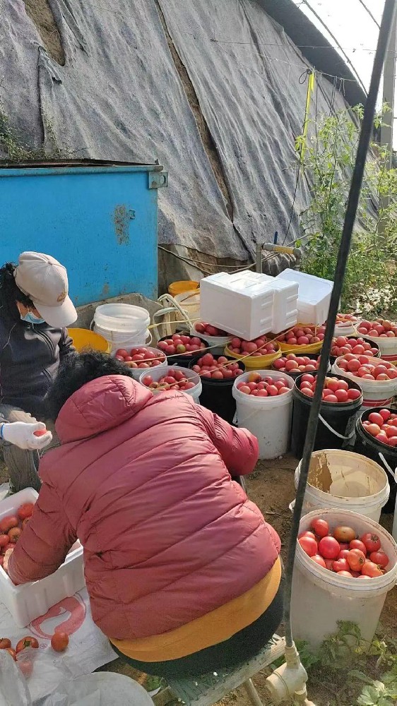 酵素菌微生物技術(shù)如何在低溫冬季助力番茄提質(zhì)、增產(chǎn)防早衰？