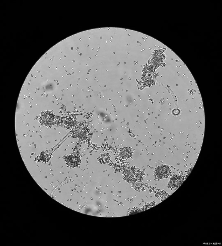 ?如何進(jìn)一步提高微生物菌群的活性和多樣性？