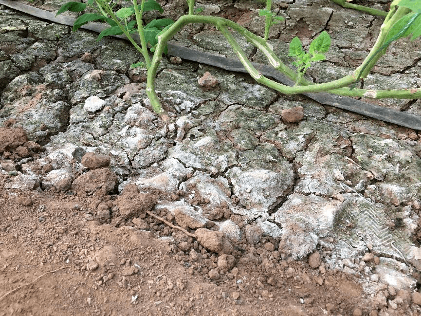 當前種植土壤常見問題有哪些？