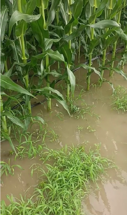 大雨過后才知道島本酵素有多牛？土壤疏松如海綿、不積水、無死棵！