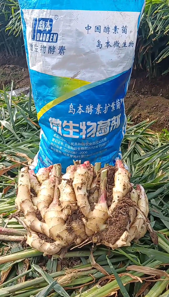 29年大姜重茬地再次喜獲豐收，看酵素菌肥改土防病抗重茬的效果！